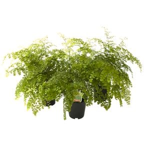 15cm Maidenhair Fern - Adiantum