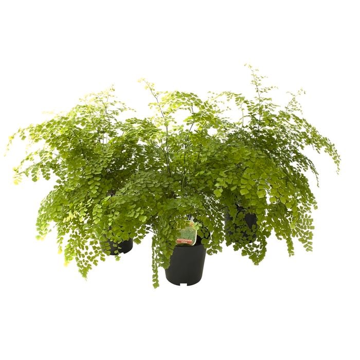 15cm Maidenhair Fern - Adiantum