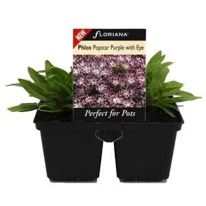 Floriana 4 Cell Pot Phlox Purple White Eye - Phlox hybrid
