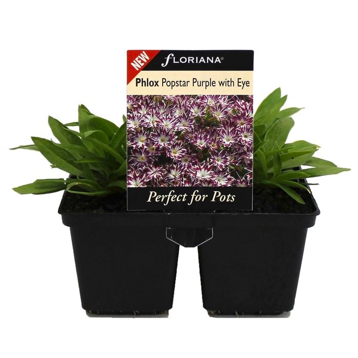 Floriana 4 Cell Pot Phlox Purple White Eye - Phlox hybrid