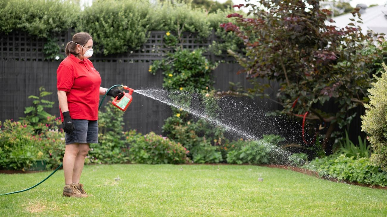 Applying insecticide to control lawn beetles, grubs, and other insects.