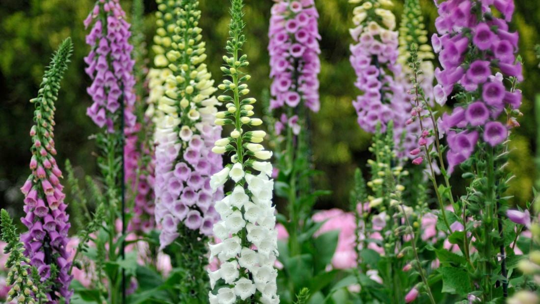 wide shot of foxglove plants in a field