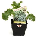 100mm Kale Scotch Blue - Brassica napus Pabularia