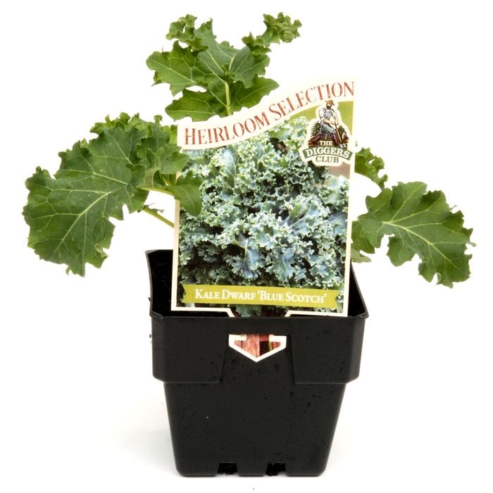 100mm Kale Scotch Blue - Brassica napus Pabularia