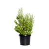270mm Woolybush - Adenanthos sericea
