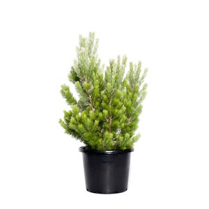 270mm Woolybush - Adenanthos sericea