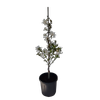 20L Magnolia WaterLily  - Magnolia stellata Waterlily