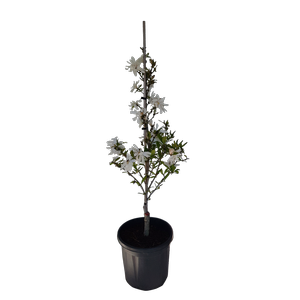 20L Magnolia WaterLily  - Magnolia stellata Waterlily