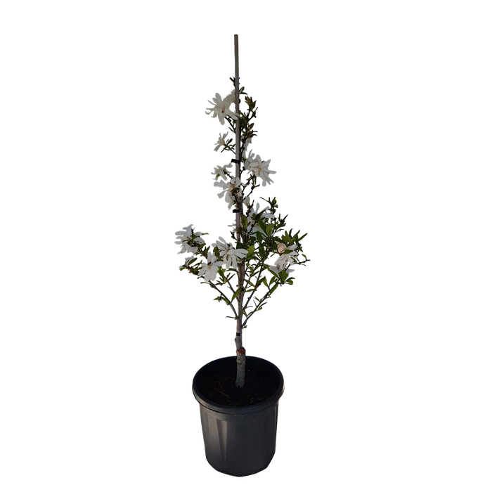 20L Magnolia WaterLily  - Magnolia stellata Waterlily