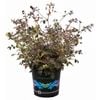 1.5L Polemonium Stairway To Heaven - Polemonium caeruleum 'Jacobs Ladder'