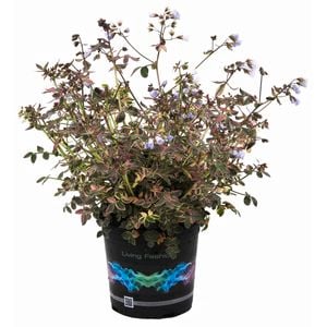 1.5L Polemonium Stairway To Heaven - Polemonium caeruleum 'Jacobs Ladder'