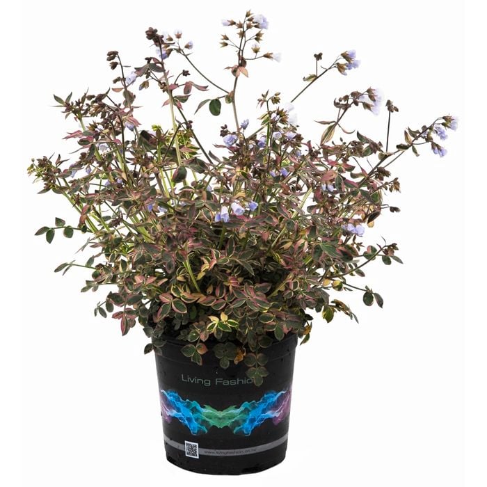 1.5L Polemonium Stairway To Heaven - Polemonium caeruleum 'Jacobs Ladder'