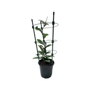 130mm Wax Flower - Hoya Assorted