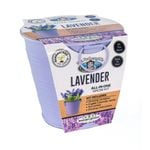 Mr Fothergill's Boutique Gardens Lavender Grow Kit