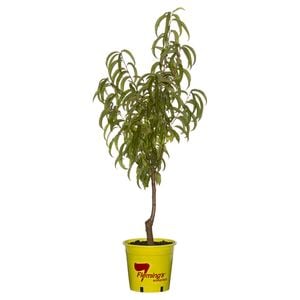 250mm Queen Giant Nectarine - Prunus persica