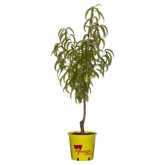 250mm Queen Giant Nectarine - Prunus persica