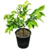 2L Star Jasmine - Trachylospermum jasminoides