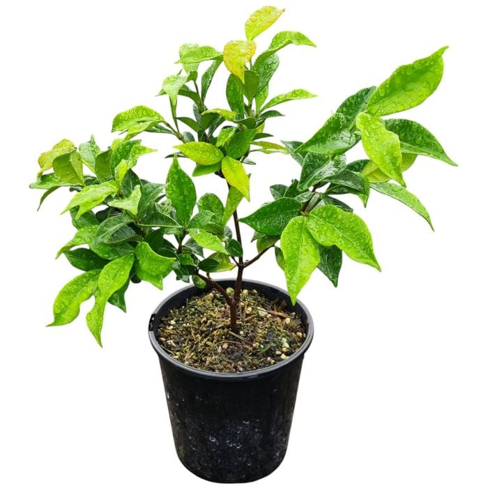 2L Star Jasmine - Trachylospermum jasminoides