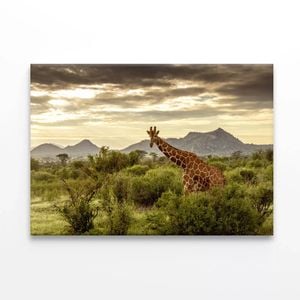 Giraffe Walking Through Grassland  Print 100% Australian Made 150 x 100cm  (Stretched)