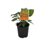 1.9L Cape Gooseberry - Physalis peruviana - Incredible Edibles Range