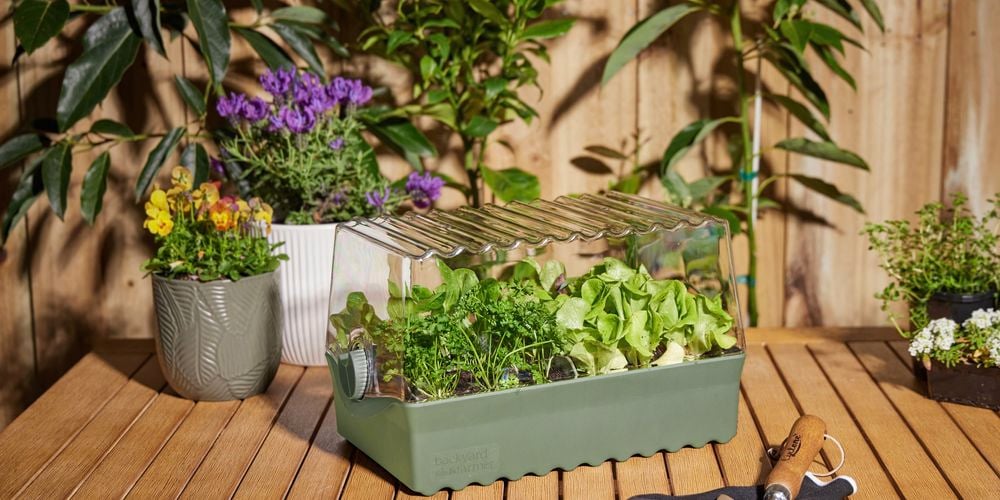 Backyard
  Farmer's Flori Seed Raising Kit. 