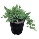 4L Shore Juniper - Juniperus Conferta