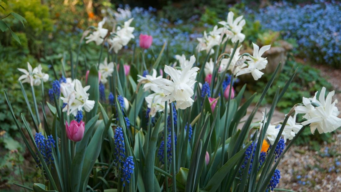 display of bulb flowers blooming in spring.