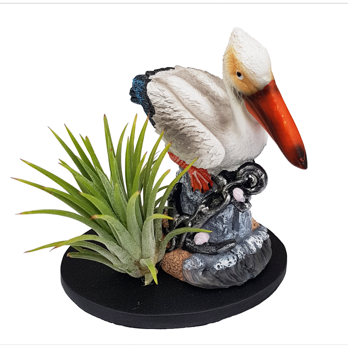 Size C Novelty Air Plant - Tillandsias