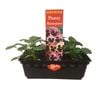Punnet Pansy Masterpiece - Viola wittrockiana