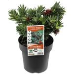 180mm Callistemon Little John - Callistemon viminalis