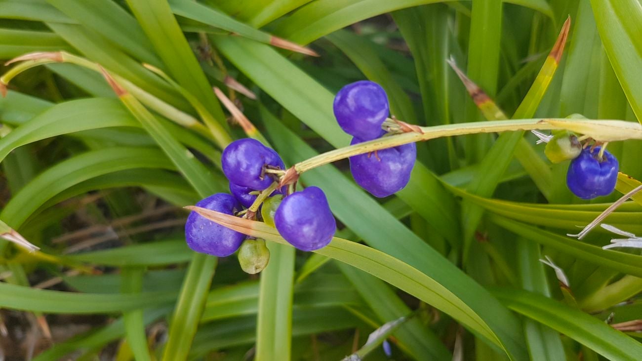 A blueberry lily bush with fruit