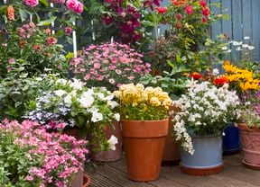 Various flowers in different colours in different pots on a decking in the back yard.