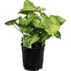 120mm Syngonium Robusta - Syngonium podophyllum