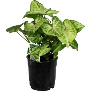 120mm Syngonium Robusta - Syngonium podophyllum