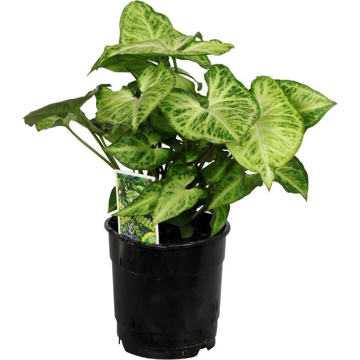 120mm Syngonium Robusta - Syngonium podophyllum