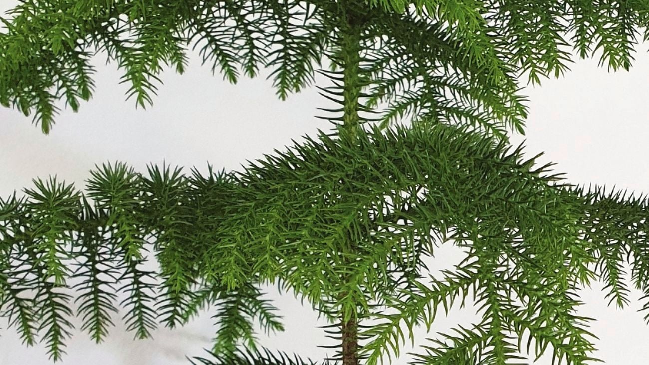 Norfolk Island pine sits in front of a white wall