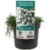 140mm Trailing Pratia - Pratia pedunculata