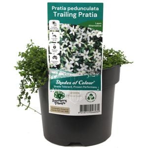 140mm Trailing Pratia - Pratia pedunculata