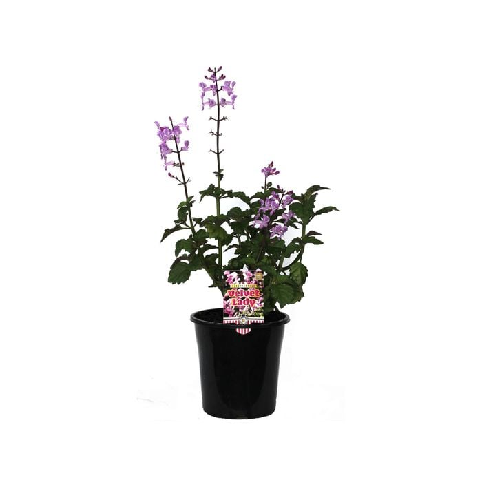 180mm Velvet Lady - Plectranthus hybrid