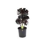 140mm Aeonium - Aeonium schwarzkopf