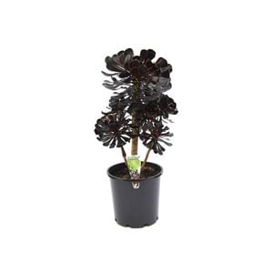 140mm Aeonium - Aeonium schwarzkopf