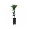 4L Orange Seedless Valencia Grafted - Citrus sinensis