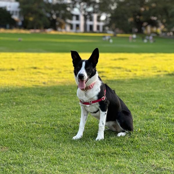 A Border Collie/Kelpie sitting on grass.