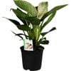 140mm Birkin White Wave - Philodendron birkin