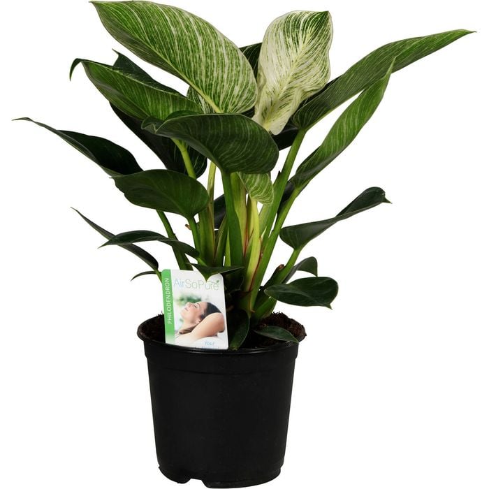 140mm Birkin White Wave - Philodendron birkin