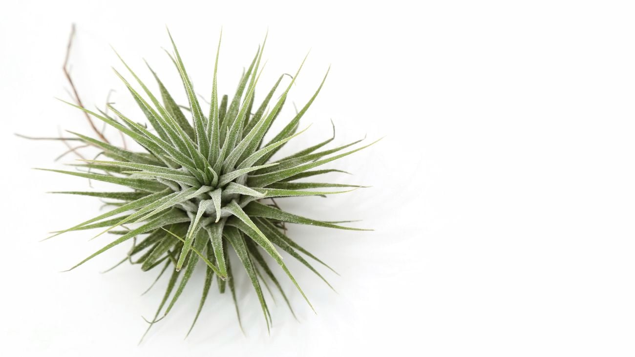Overhead shot of a small green plant with long spiky leaves.