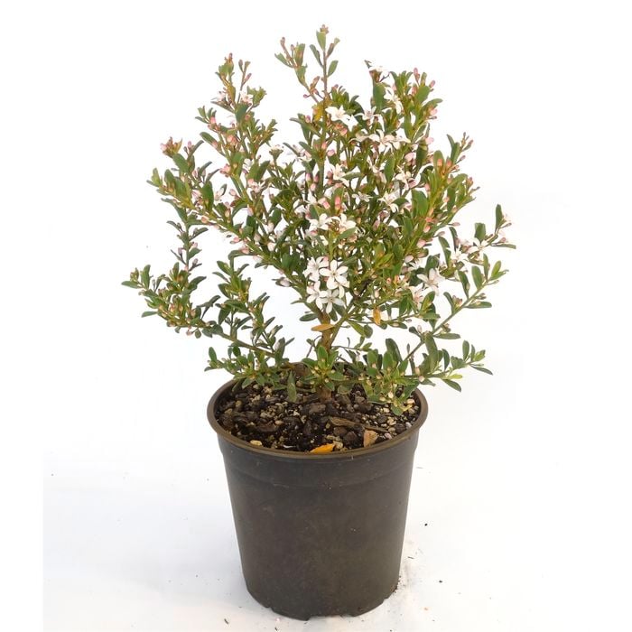 250mm Bournda Beauty - Eriostemon myoporoides