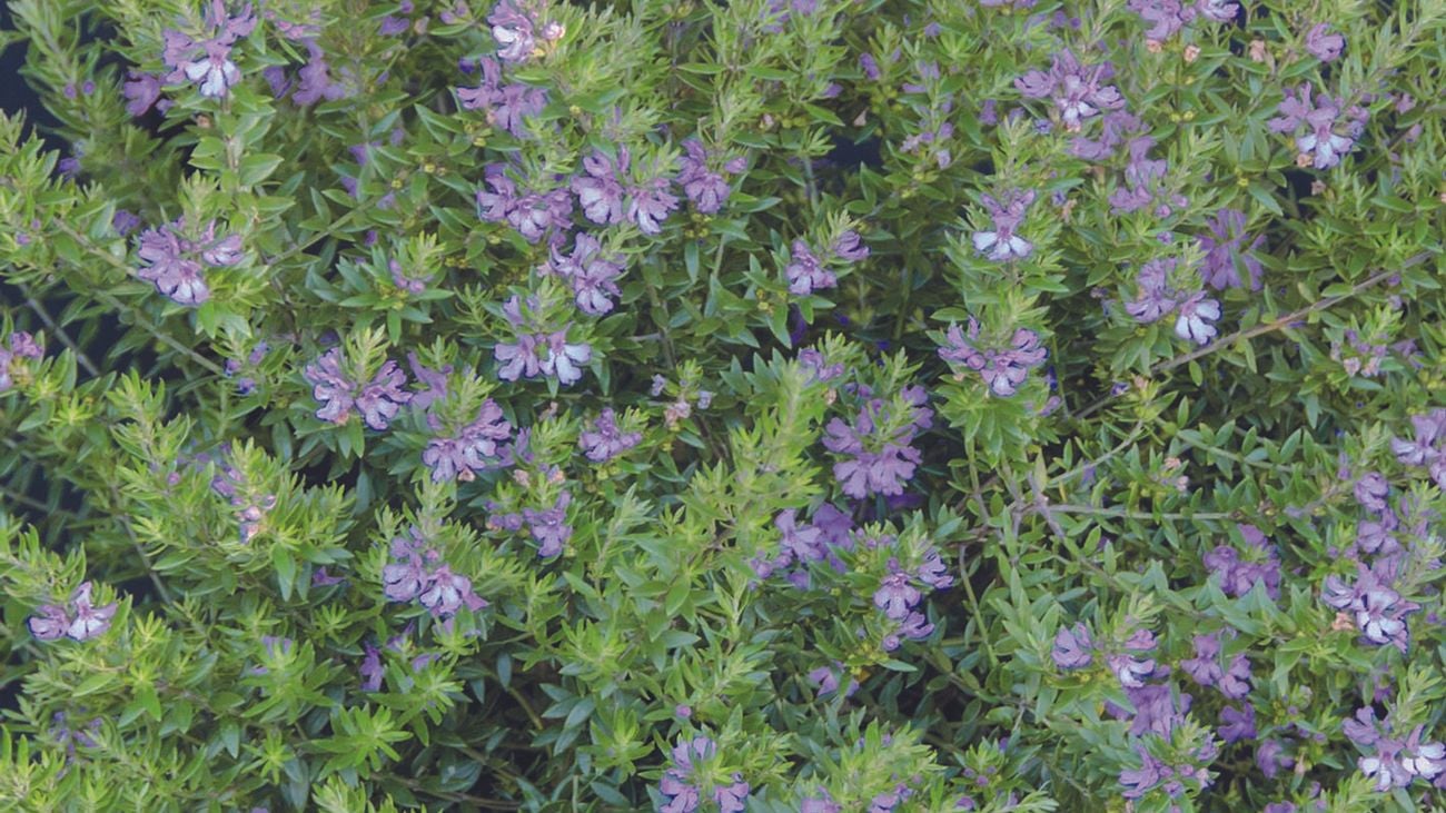 Purple flowers grow in amongst small, spiky rosemary leaves