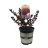 2.5L Pacific Sunrise - Coprosma repens