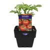 100mm Tomato Patio Prize - Lycopersicon esculentum
